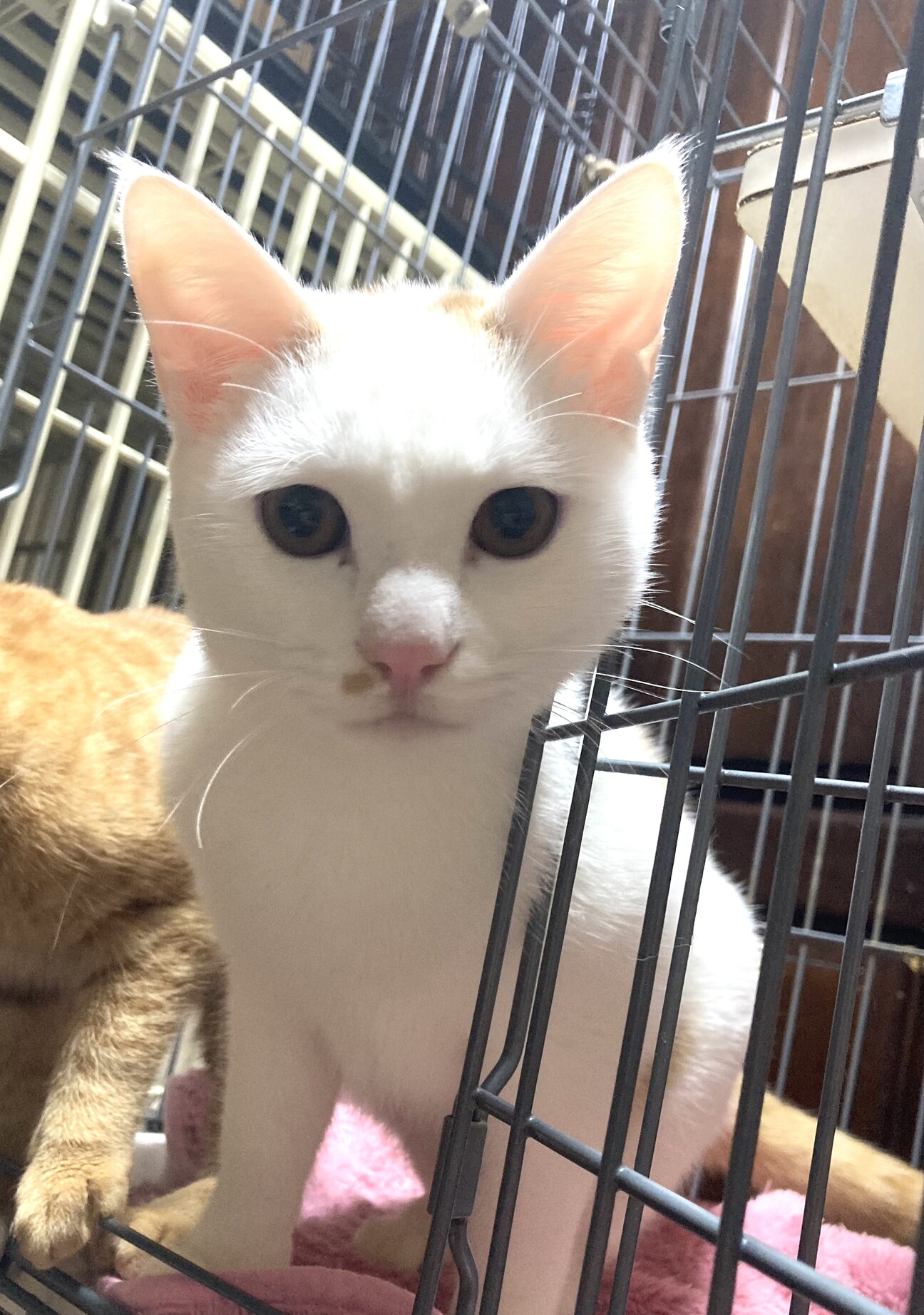 ファンファン王子☆ サムネイル1