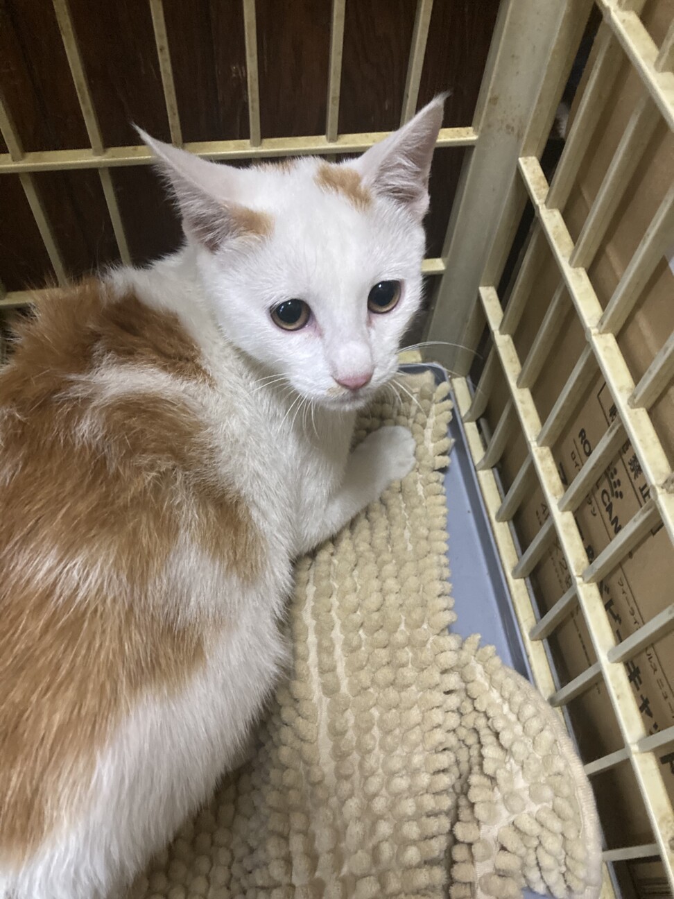 ファンファン王子☆ サムネイル2