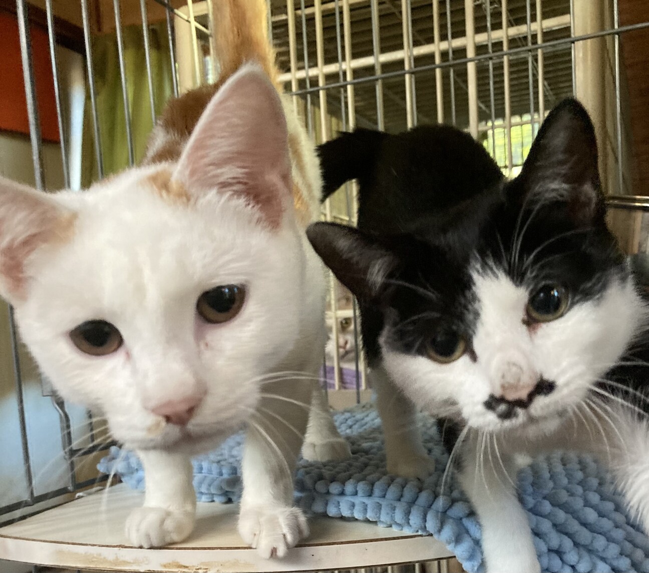 ファンファン王子☆ サムネイル3