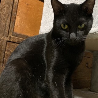 黒猫クックに今度こそ幸せになってほしい！