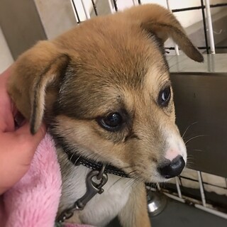 【相談中】かわいい子犬　あつさぶろうくん　2ヶ月