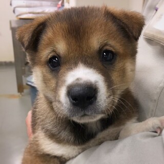 無邪気でかわいい　まつしんくん　1ヶ月