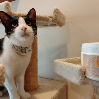 【ハチワレ♪ジョー太郎】