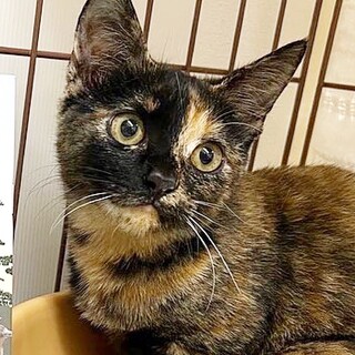 おっとり甘えん坊★つくねちゃん★4ヶ月