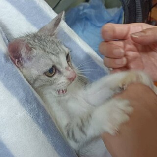 雨の中一人ぼっちでいた仔猫、サバ白のコウ君！