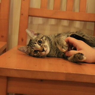 きじトラ　4c222