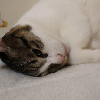 白キジ５歳オス★大人しく落ち着いた大人猫さん