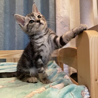アメショ柄のサバトラ