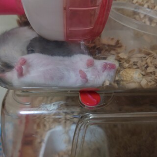 ハムスターの里親募集です。