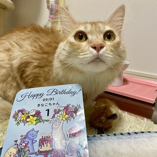 元気いっぱいな1歳の女の子「きなこ」