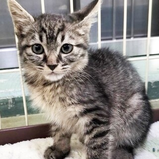 100万回生きたねこの主役側！