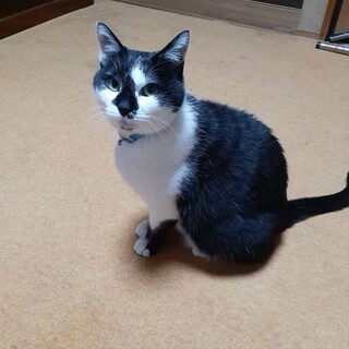 オス猫11歳　里親さんを募集しています！