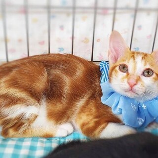 【11/27東日本橋】アメショMIX♡翠くん