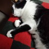 オス猫11歳　里親さんを募集しています！ サムネイル6