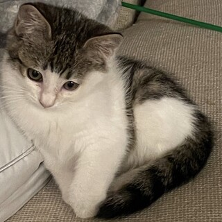 足短めずんぐりむっくり　犬猫共生可白キジ♀2か月半