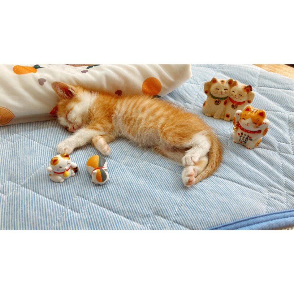 フィンのカバー写真