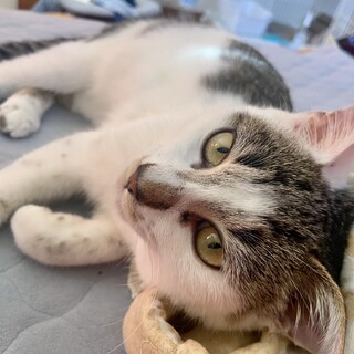 【11/27横浜】添い寝がお仕事癒し猫　ごまちゃん