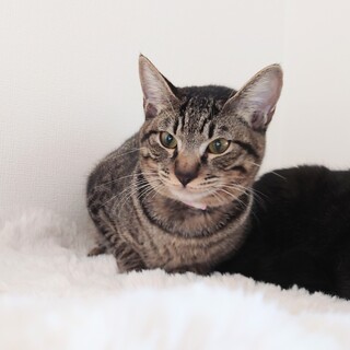 ☆おっとり甘えん坊の子猫ちゃん☆