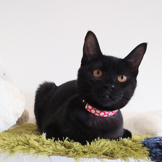 ☆おっとりまったりにゃんこ☆