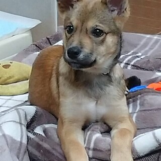 膝に乗って、甘えて来る夕鷹（ゆたか）くん