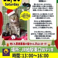 JR柏駅☆保護ねこ譲渡会☆NPOにゃん2