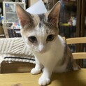 パステル三毛猫のポポちゃん