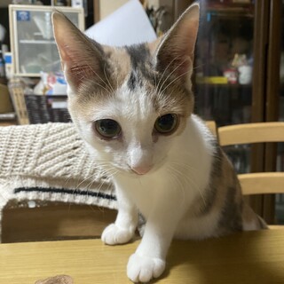 パステル三毛猫のポポちゃん
