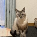 アイスブルーの瞳で優しい猫です　１０歳
