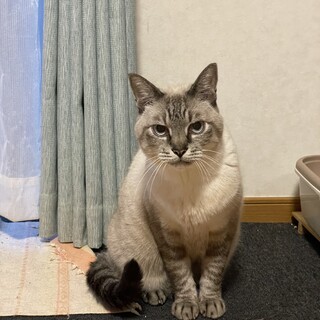 アイスブルーの瞳で優しい猫です　１０歳