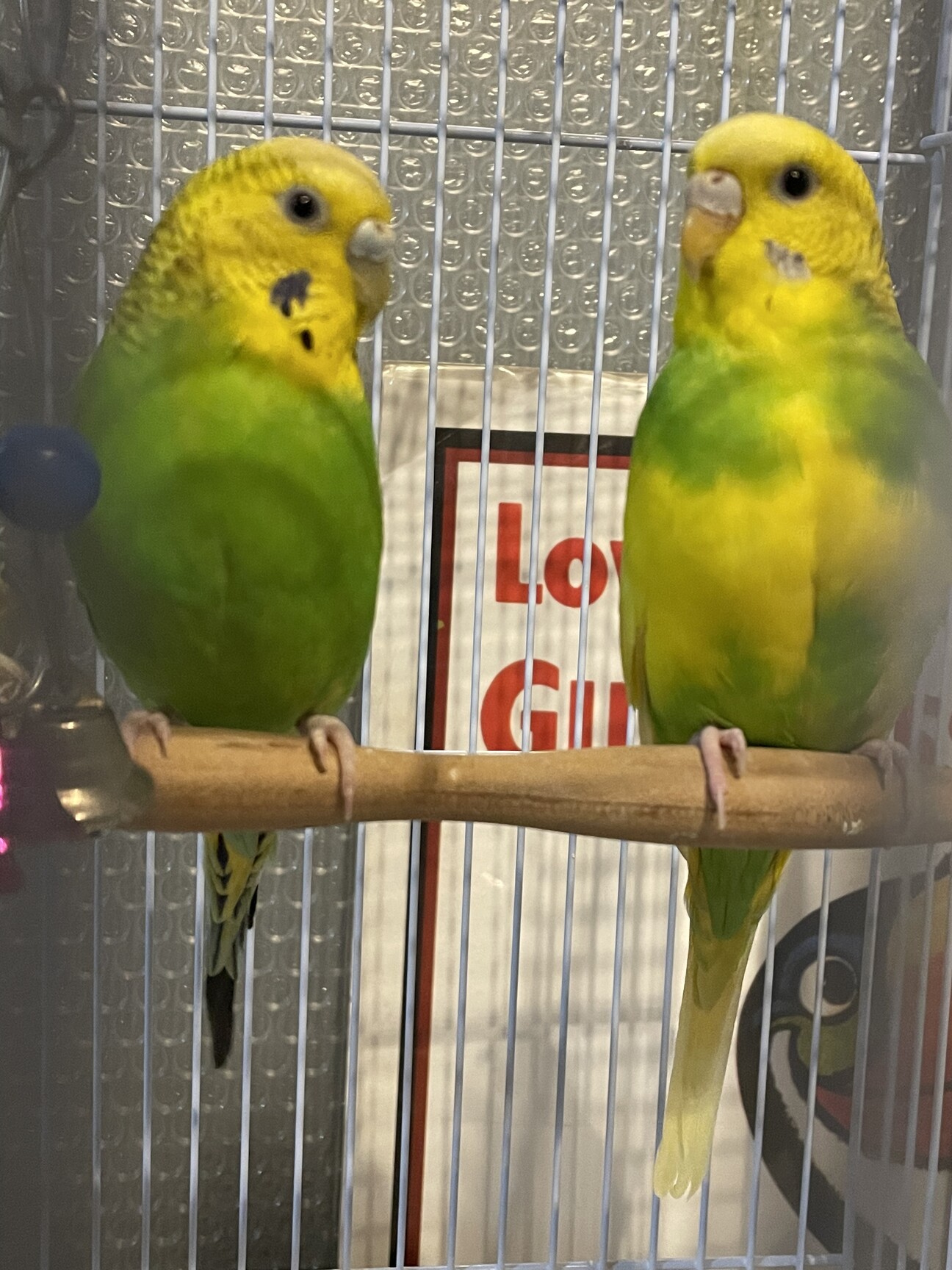 【希少初版】趣味と実益を兼ねた高級セキセイと牡丹インコ 趣味と実益を兼ねた高級セキセイと牡丹インコ(張房雄 著) / 古本