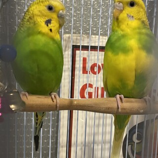 セキセイインコ♂♀