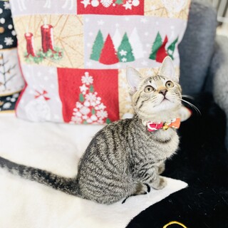 キュートな鱈(タラ)ちゃん【4ヶ月】堺市