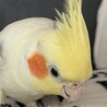 あるれっきーの