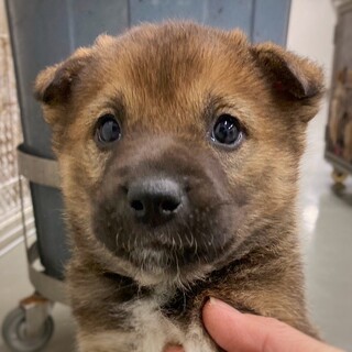 【相談中】無邪気でかわいい　まつゆきちゃん　1ヶ月