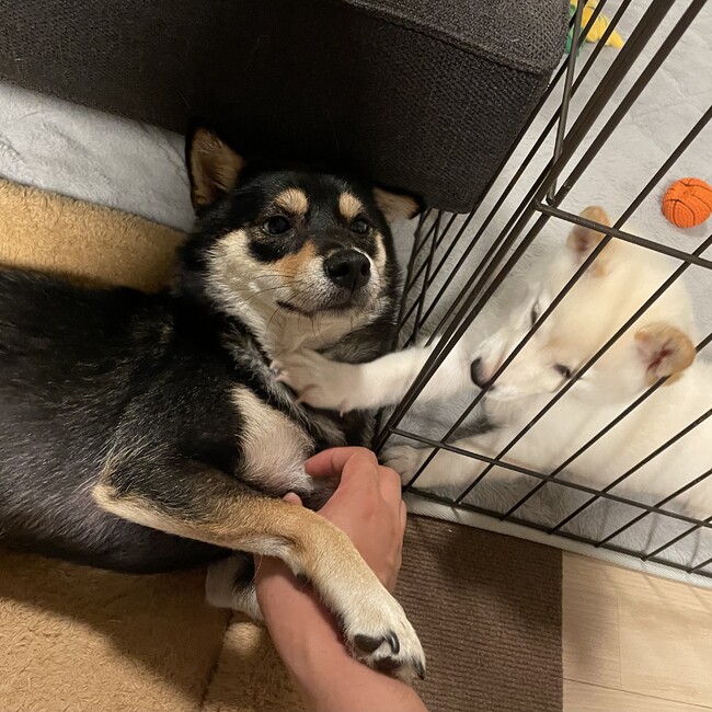 ふもっちのカバー写真