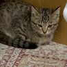 可愛いお顔のキジトラ君の家族になって下さい。 サムネイル3