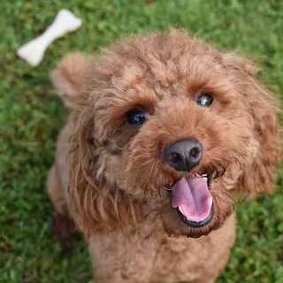 トイプードル♀ 12歳