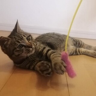 人懐っこくてかわいい！キジトラくん★5か月オス