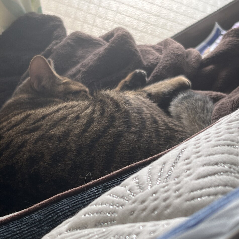 はなちゃんのカバー写真