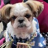おかげ犬体験中のぽんず