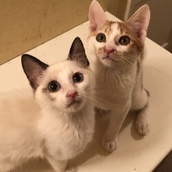 保護犬猫の譲渡会 in せとうちドッグパーク