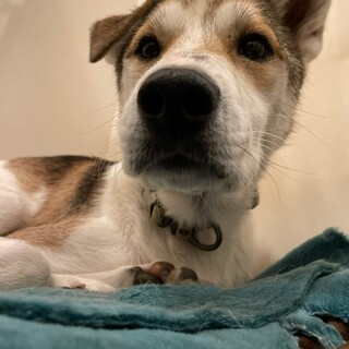 おやつ大好き！片っぽだけ折れ耳が可愛い【望月】君☆