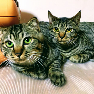 キジトラ姉妹★２匹一緒に！