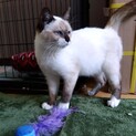 青い目がキレイなシャム猫 生後４ヶ月くらい