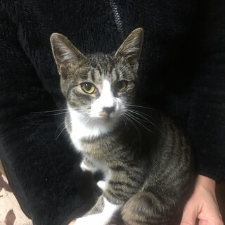 白キジちゃんとサビちゃん♀膝抱っこ大好き❣️