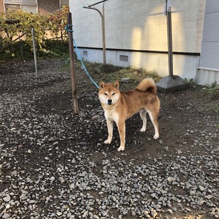 柴犬の男の子　3歳２ヶ月