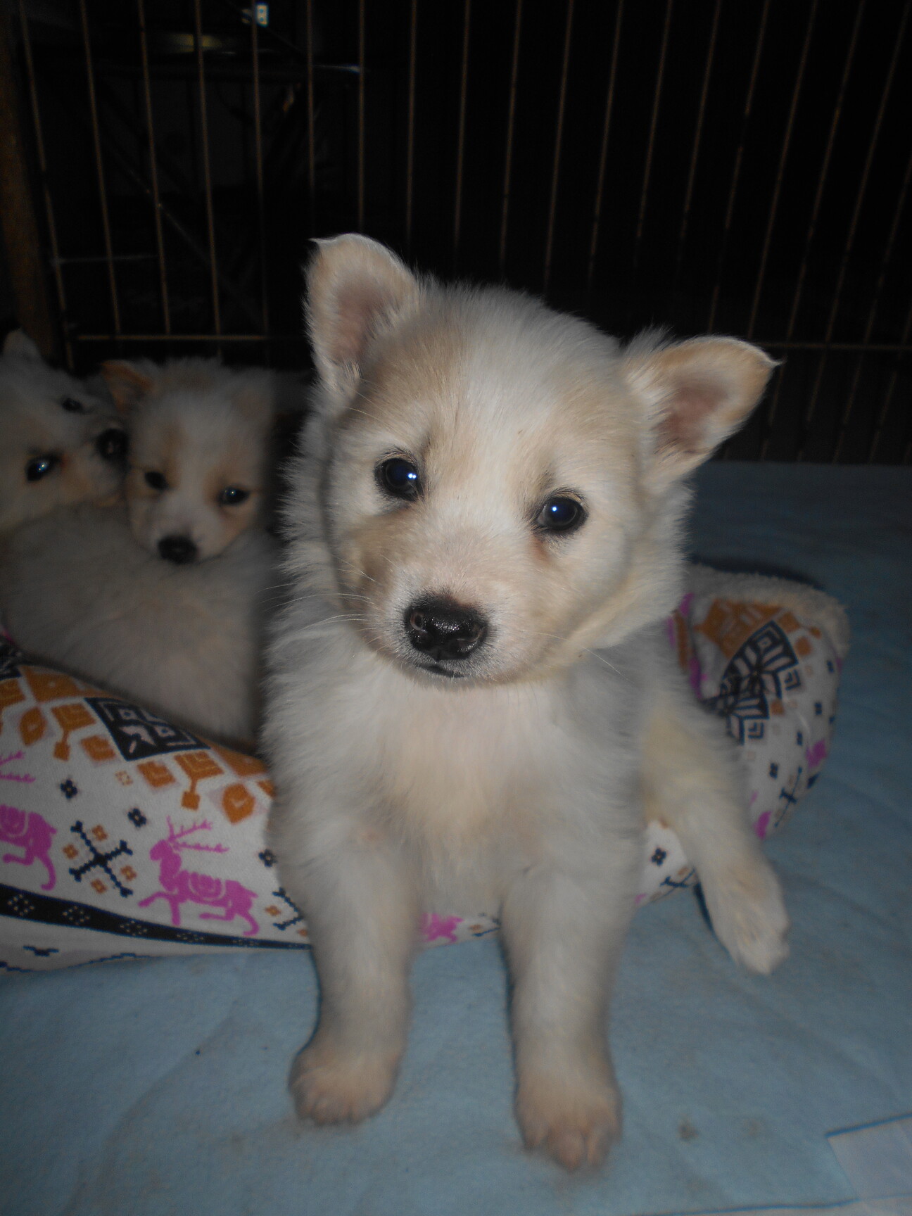 フワフワ毛のドンちゃんとタロちゃん サムネイル1