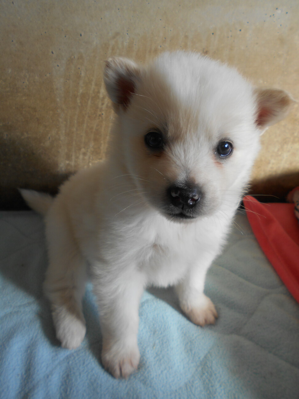 フワフワ毛のドンちゃんとタロちゃん サムネイル4