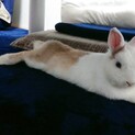 1歳♂　ミニウサギ