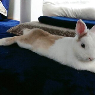 1歳♂　ミニウサギ